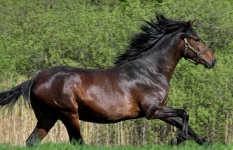 Screenshot 2023-03-22 at 13-38-34 Perulu Paso (Peruvian Paso) At Irkı Hakkında Tüm Bilgiler Öz...png